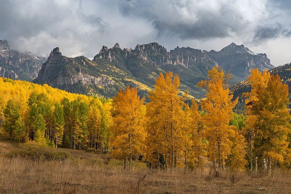 Jaynes Gallery 아티스트의 USA-Colorado-Uncompahgre National Forest Mountain and forest in autumn작품입니다.